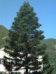 pinetree.jpg